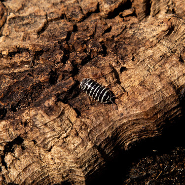 Zebra Isopod